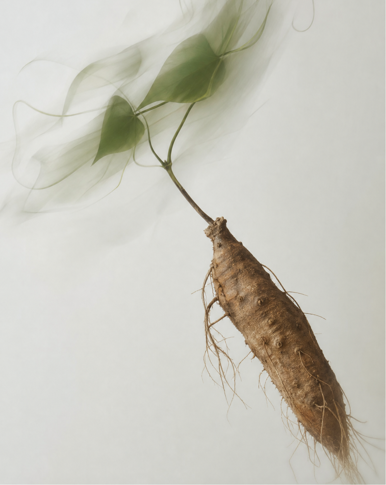 Everything You Asked Me About Wild Yam